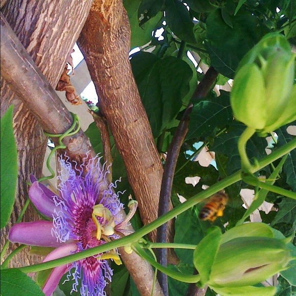 Meet your Posher, V. - Picture 2 of 3